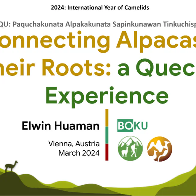 Connecting Alpacas to Their Roots - A Quechua Experience